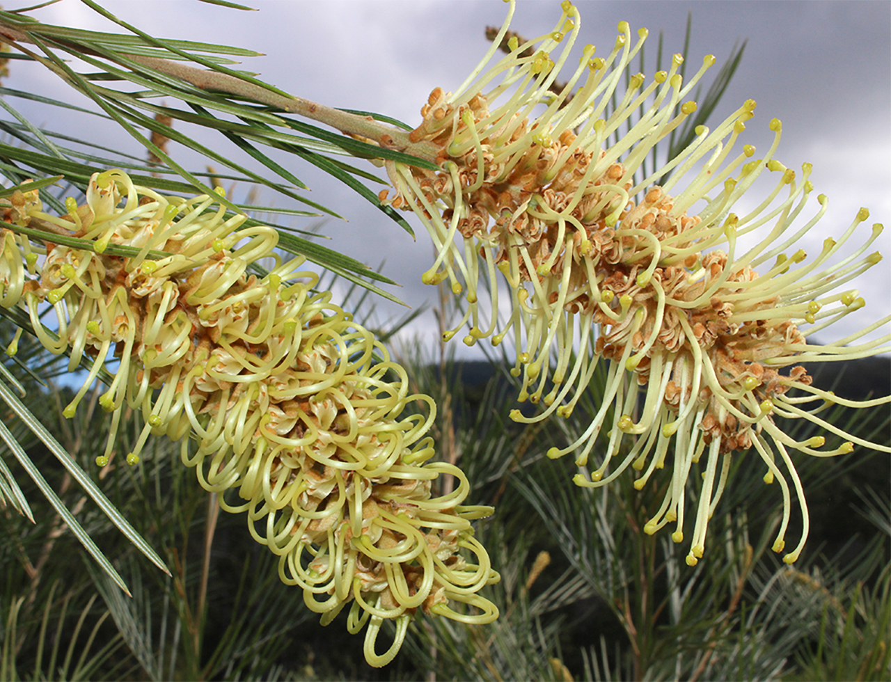 Coochin Hills grevilleas