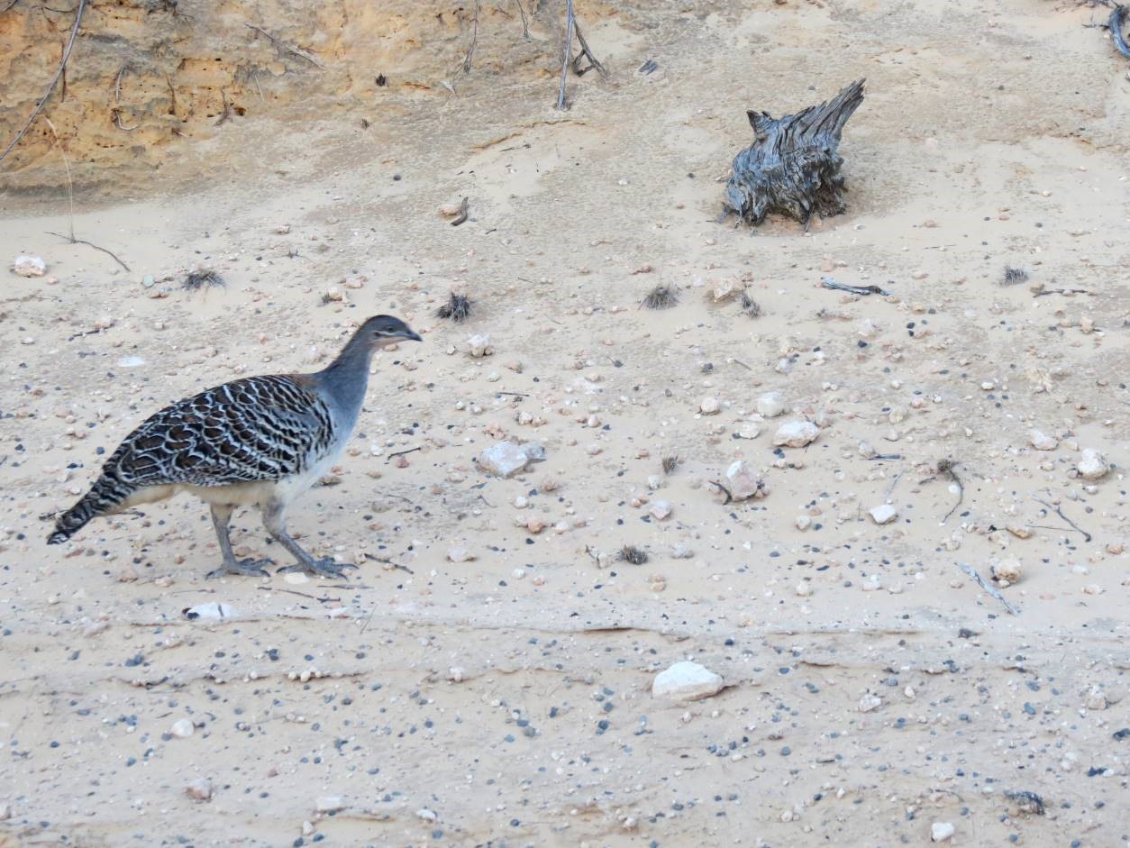 Monitoring malleefowl on a massive scale