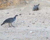 Monitoring malleefowl on a massive scale