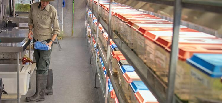 A decision tool for evaluating whether ex situ management is appropriate for a threatened species