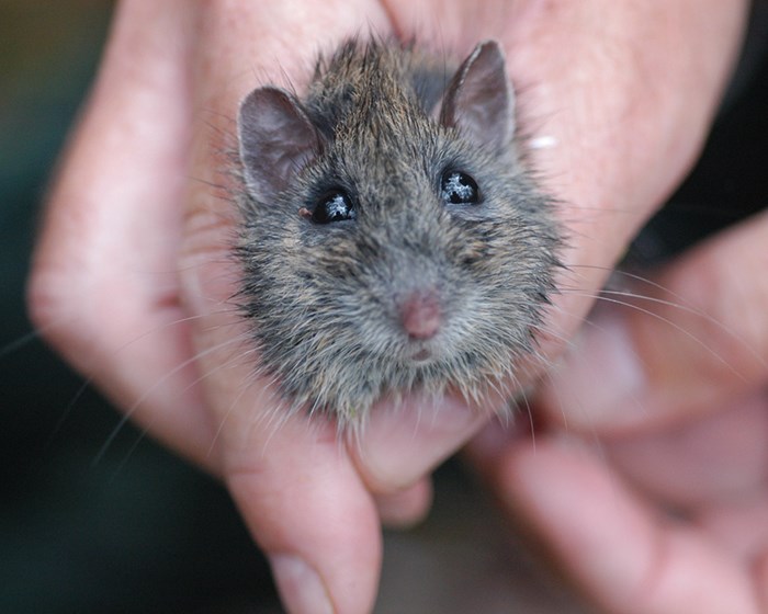 Hastings River mouse