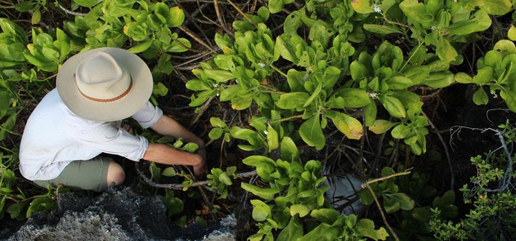 Optimising the benefits of feral cat control on Christmas Island