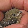 Conservation and management of the endangered forty-spotted pardalote