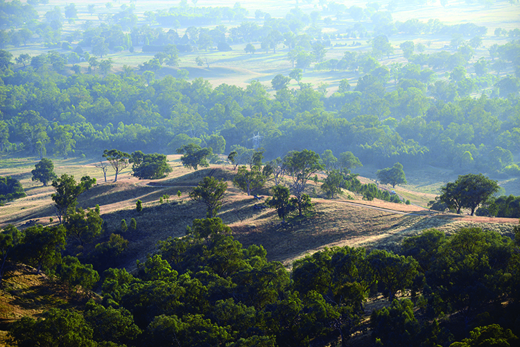 Restoring box gum grassy woodlands