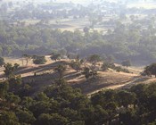 Restoring box gum grassy woodlands