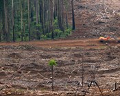 A million species at risk of extinction