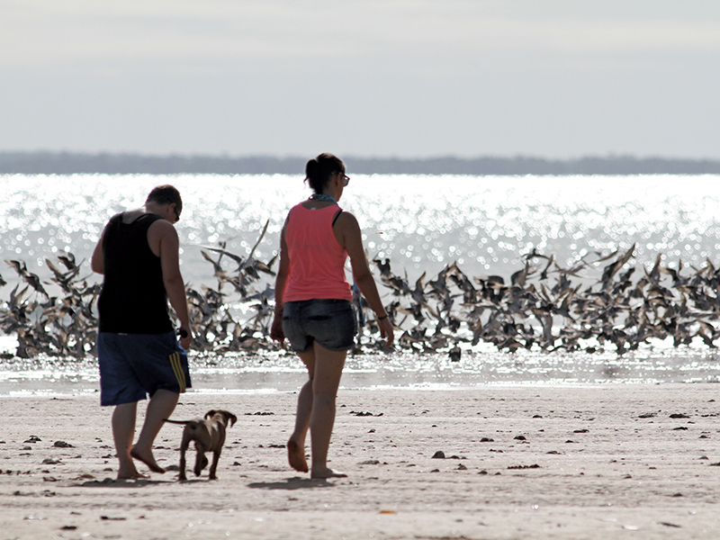 Migratory shorebirds and artificial roosts