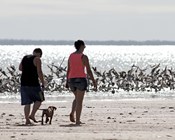 Migratory shorebirds and artificial roosts