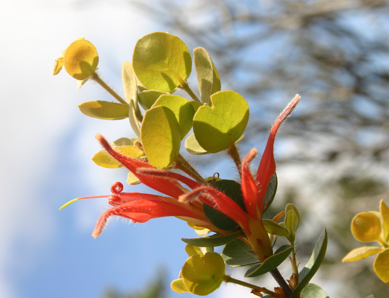 Round leaf honeysuckle