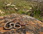 Rock on! Restoring critical rock habitat for reptiles on farms