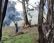 To cull or not to cull? Quieting the noisy miner