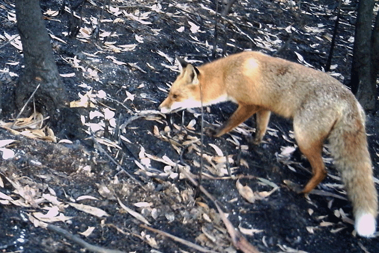 Fire leads to spike in invasive predators