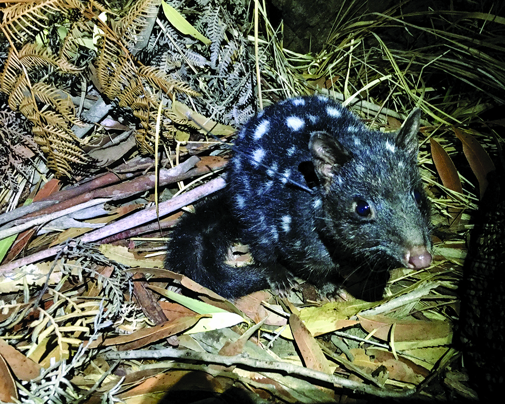 Bundles of quoll joy in Booderee