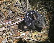 Bundles of quoll joy in Booderee