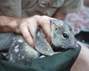 Protected areas alone won’t save all threatened species