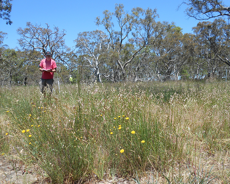 Learning from plants going places in Australia