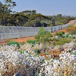 Re-establishing critical weight range mammals in the northern wheatbelt of Western Australia: Reintroductions to a safe haven free of introduced predators