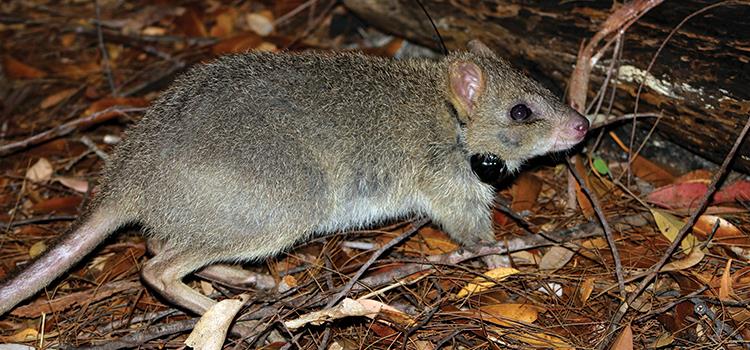 Fire, predators and the endangered northern bettong