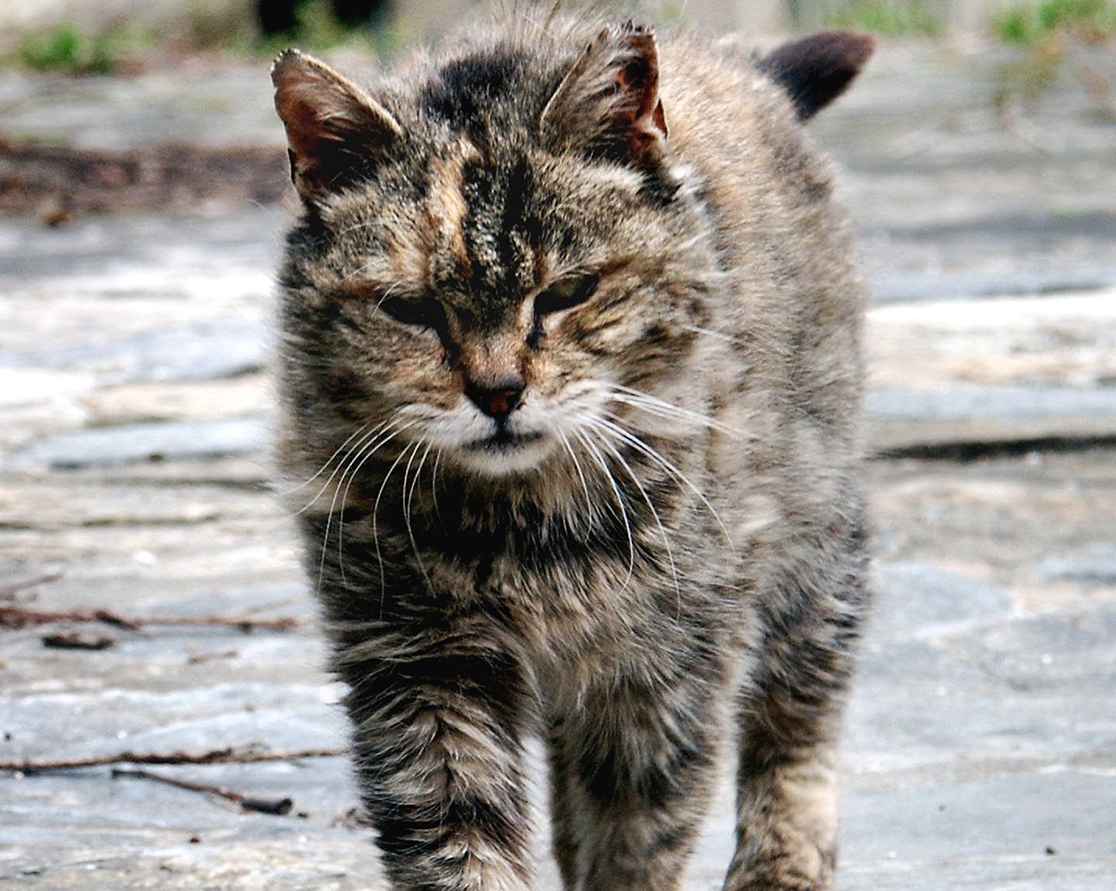Rabbits off the menu for feral cats