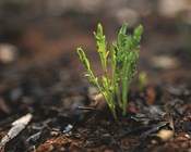 From the ashes: The 2019–20 wildfires and biodiversity loss and recovery