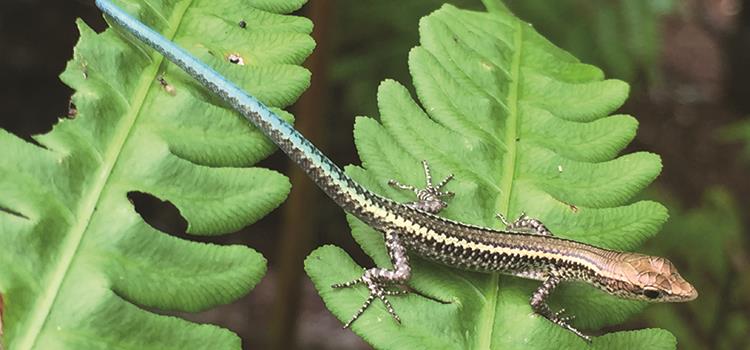Options beyond captivity for two critically endangered Christmas Island reptiles