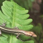 Options beyond captivity for two critically endangered Christmas Island reptiles