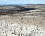 As we approach our next fire season, what have we learnt about how to minimise impacts to nature?