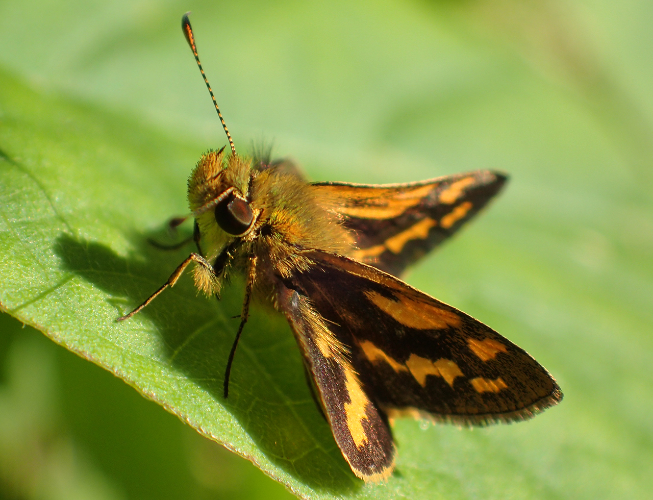 Black grass dart butterfly