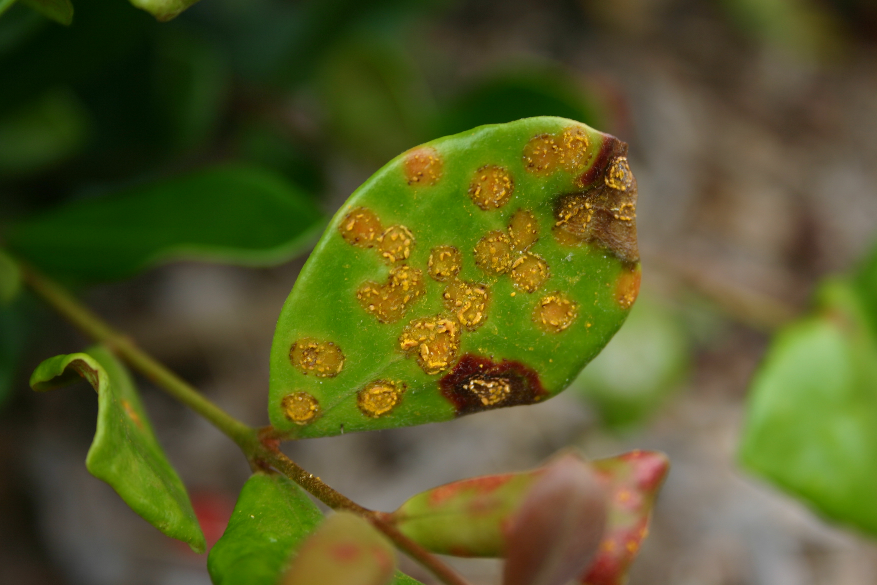 National approach required for myrtle rust threat