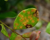 National approach required for myrtle rust threat