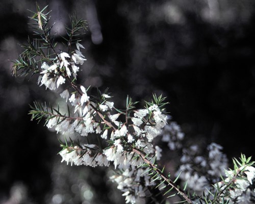 Leucopogon exolasius_photo Mark Ooi