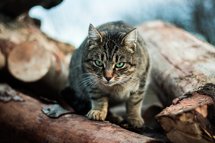 Our cute killers: Cats kill more than 1.5 billion native animals per year in Australia