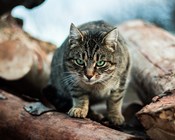 Our cute killers: Cats kill more than 1.5 billion native animals per year in Australia