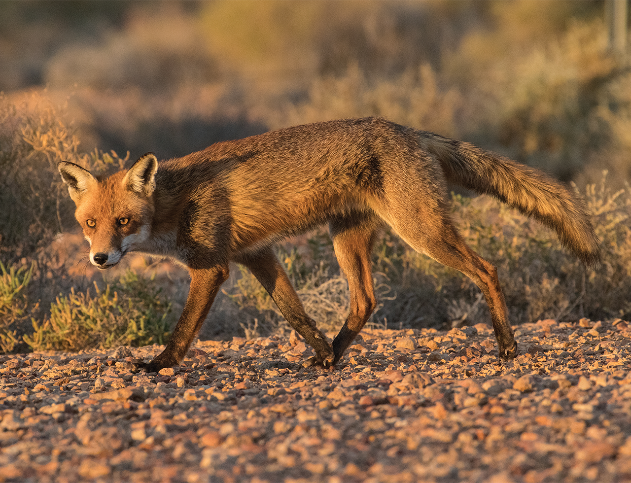 red fox