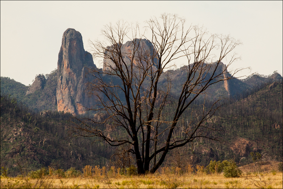 Threatened Species Recovery Hub statement on the fires