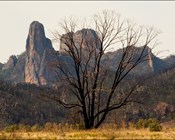Threatened Species Recovery Hub statement on the fires