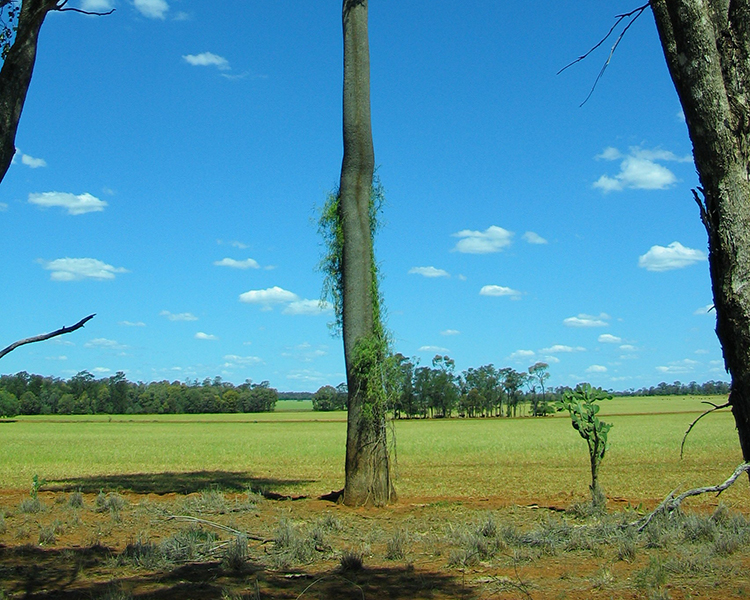 Lost with the brigalow - Rediscovering something lost in order to save what still exists