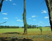 Lost with the brigalow - Rediscovering something lost in order to save what still exists