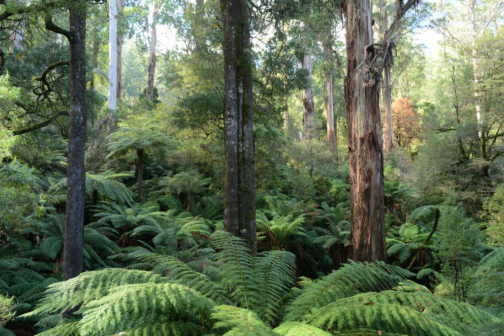 Accounting for ‘a home among the gum trees’