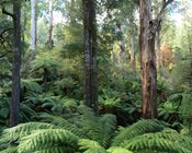 Accounting for ‘a home among the gum trees’