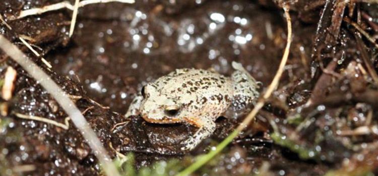 Improving conservation outcomes for critically endangered white-bellied frogs
