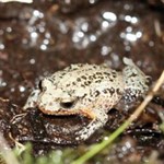 Improving conservation outcomes for critically endangered white-bellied frogs