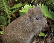 FoxNet: A game changer for fox control