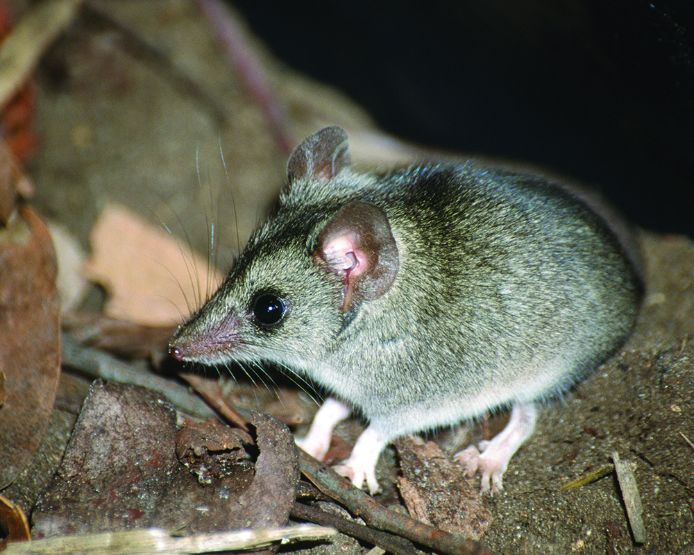 kangaroo island dunnart