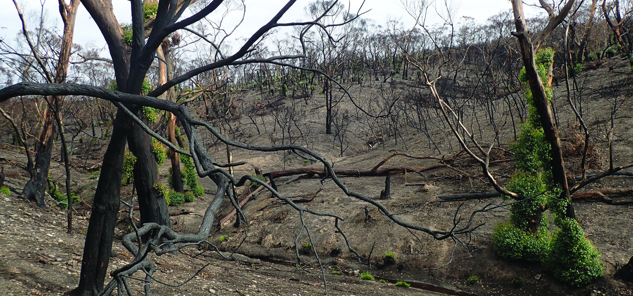 Fire-affected invertebrates: Priority species and management response