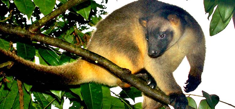 Improving threatened species monitoring