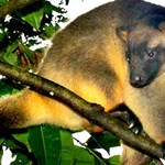 Improving threatened species monitoring