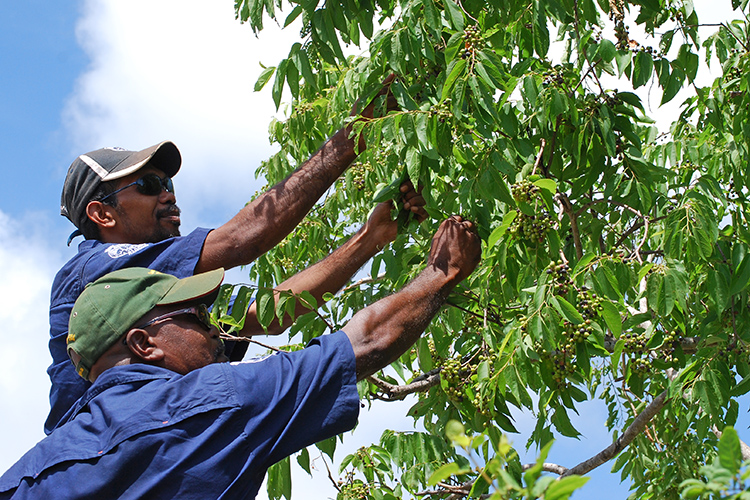 Managing fire to recover monsoon vine thickets on the Dampier Peninsula
