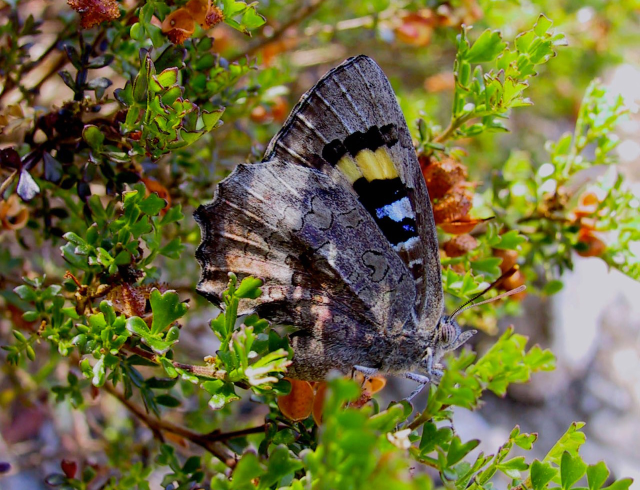 Small bronze azure butterfly