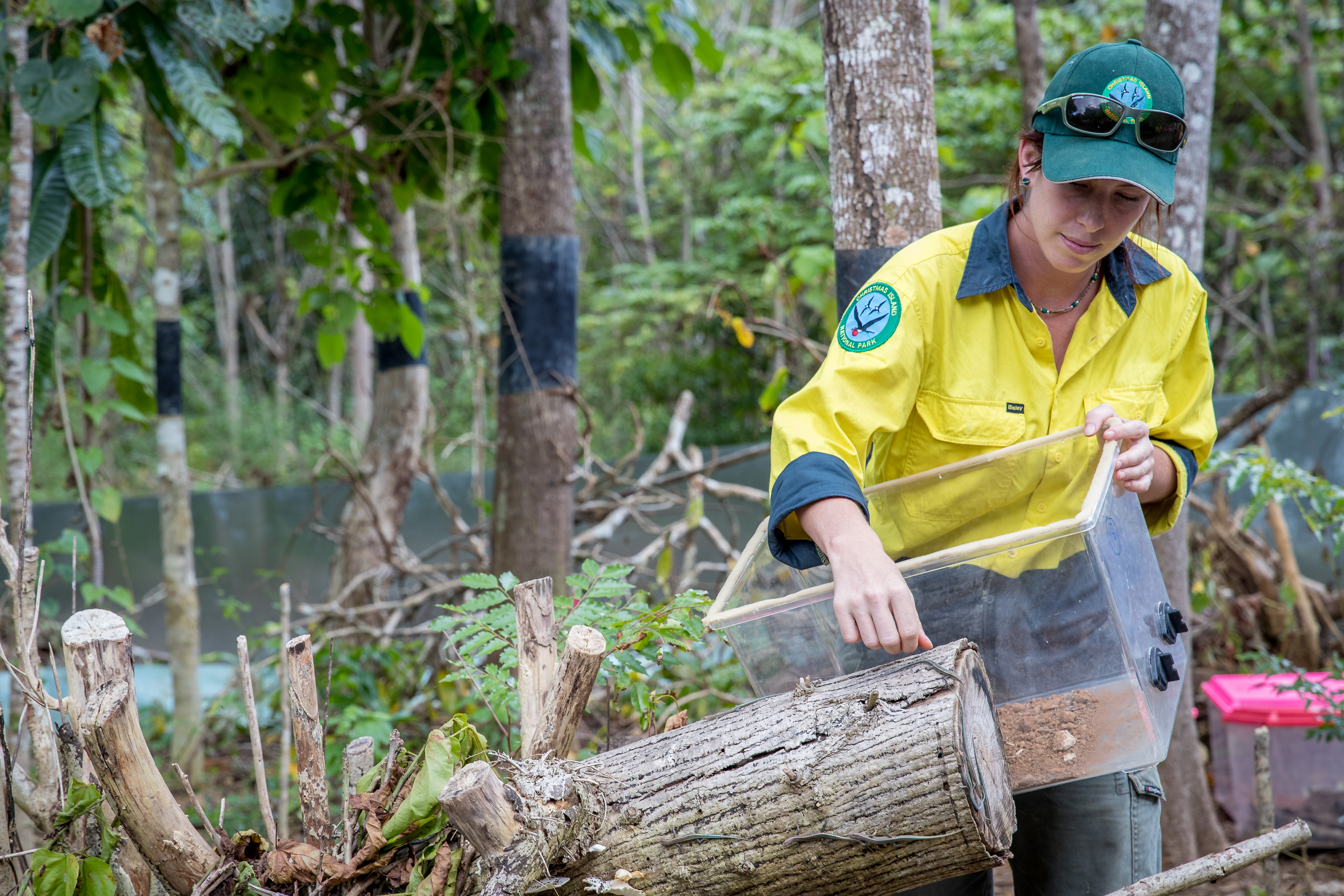 New territory for Christmas Island reptile conservation